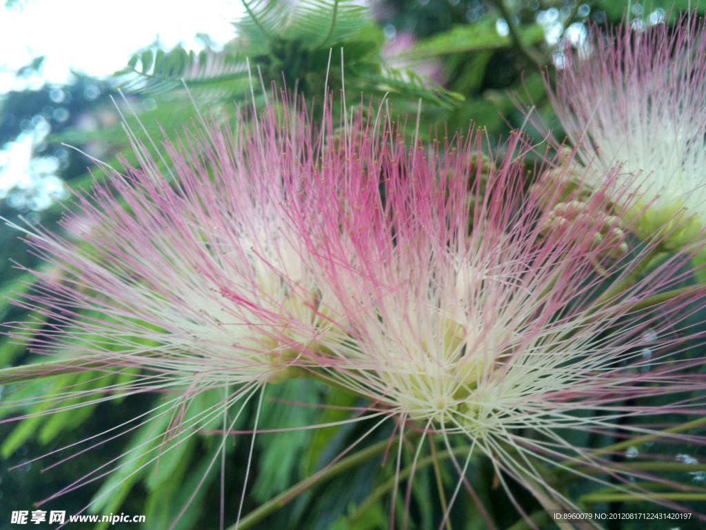 芙蓉花