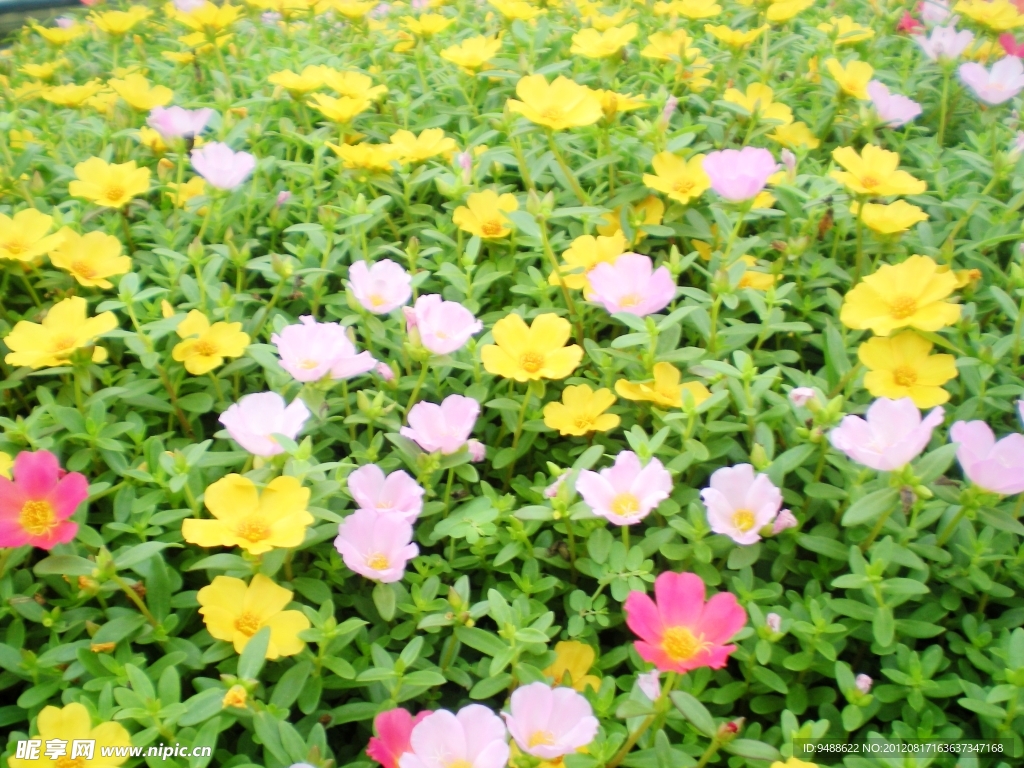 黄色 太阳花