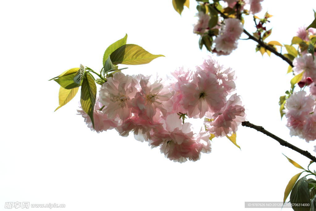 樱花