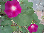 牵牛花