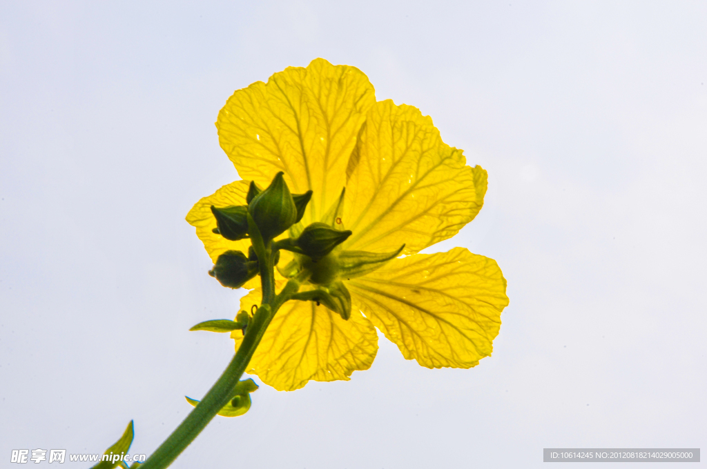 黄花