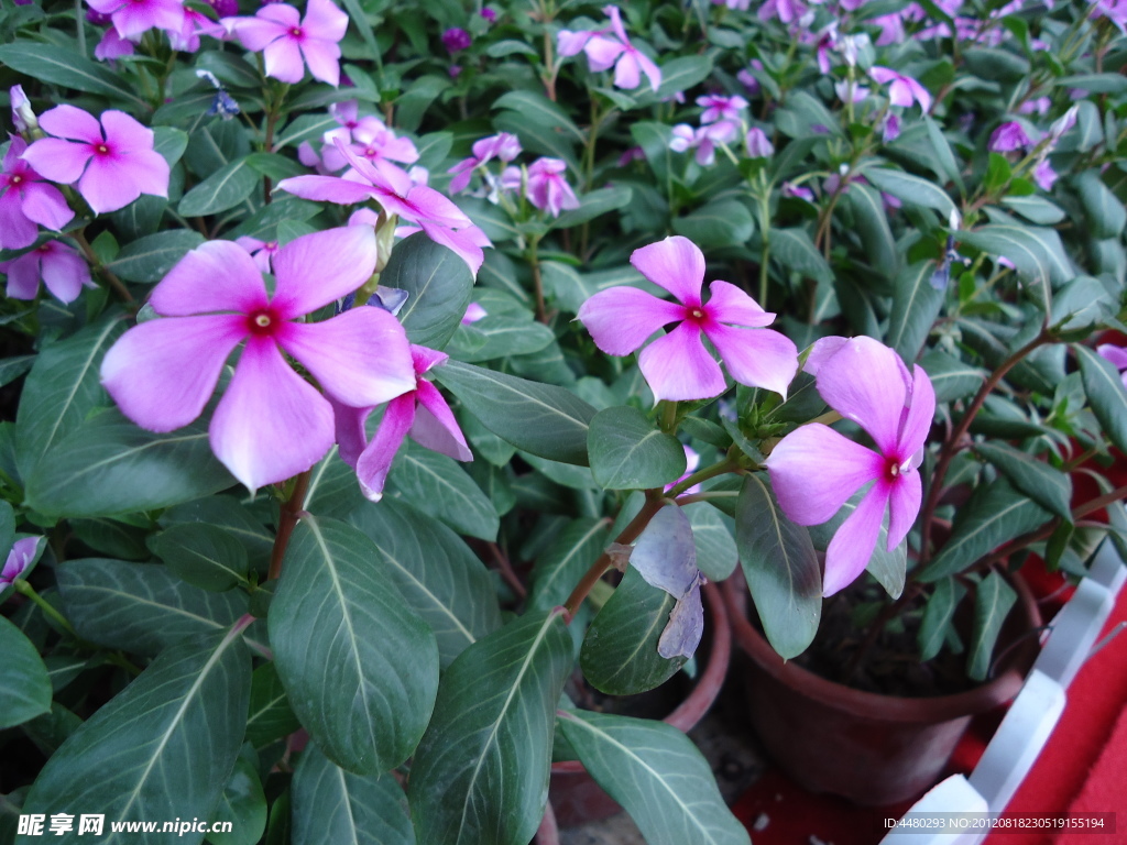长春花