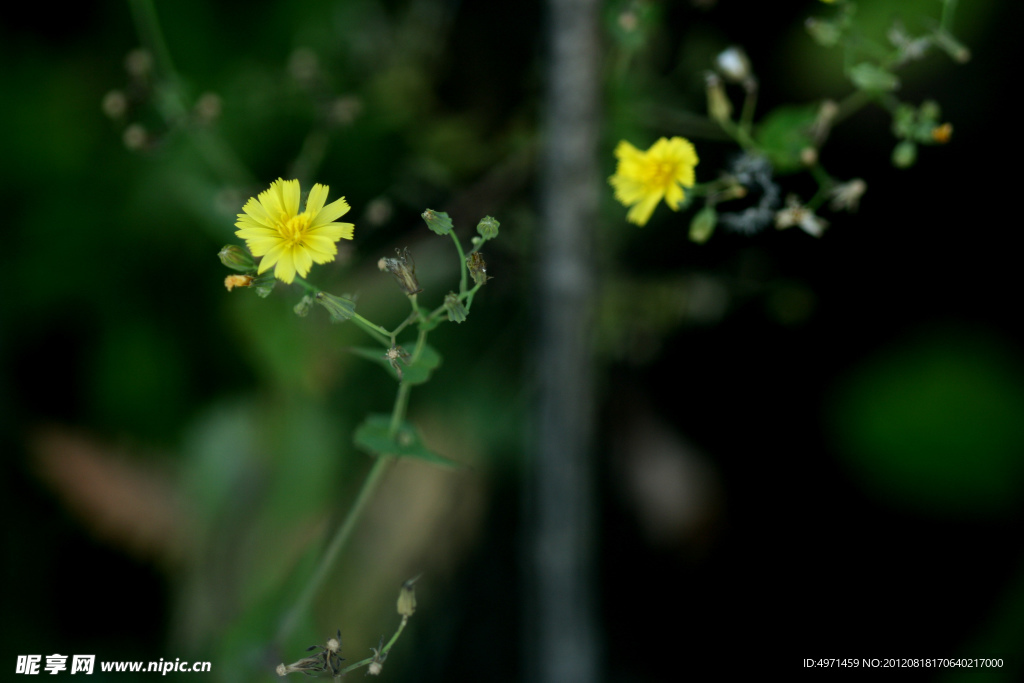 山菊花