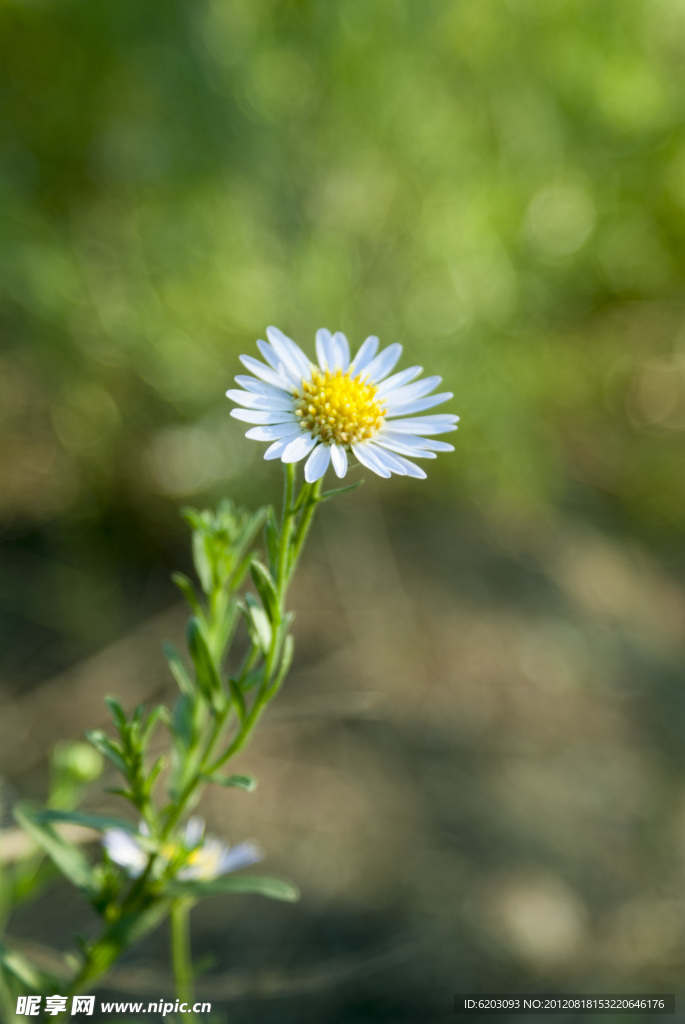小野花