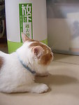 小猫