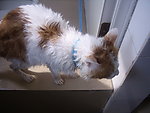 小猫