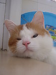 小猫