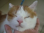 猫猫