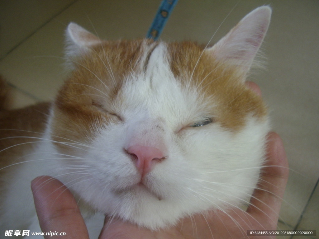 猫猫