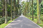 林间小路