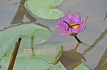 蜜蜂采蜜