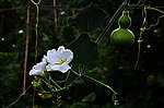 葫芦
