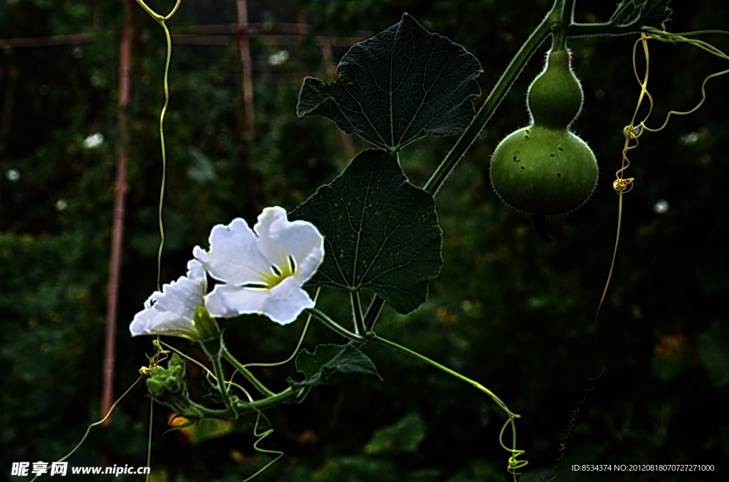 葫芦