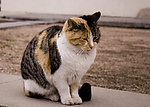 猫咪