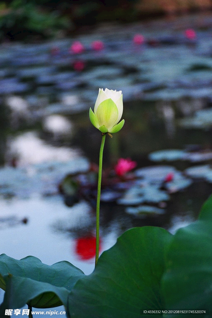 荷花