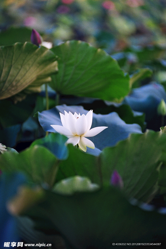 荷花