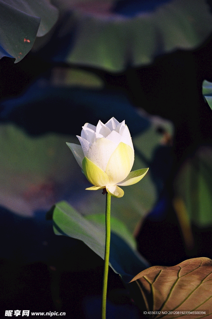 荷花