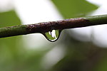 水珠