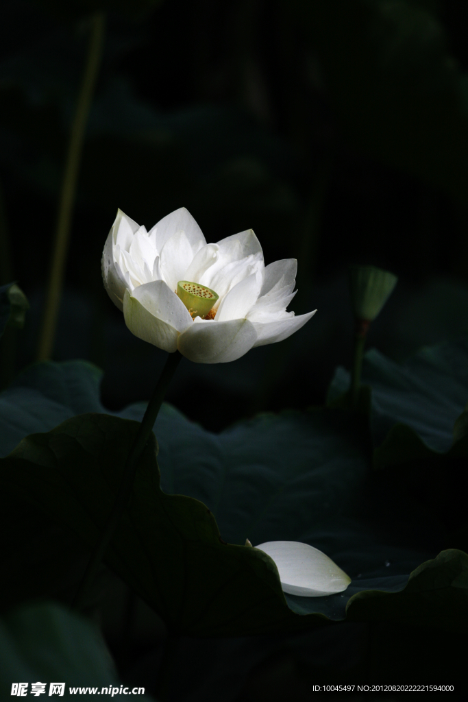 荷花