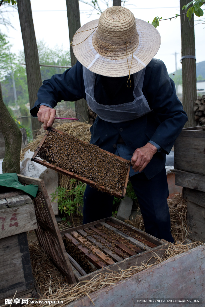 养蜂人与他的小蜜蜂