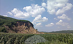靠林村农田图