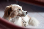 狗狗