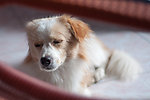狗狗