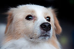 狗狗
