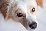 狗狗