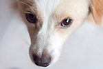 狗狗