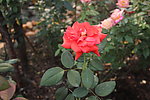 月季花