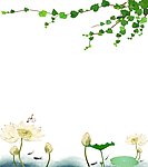 荷叶田田