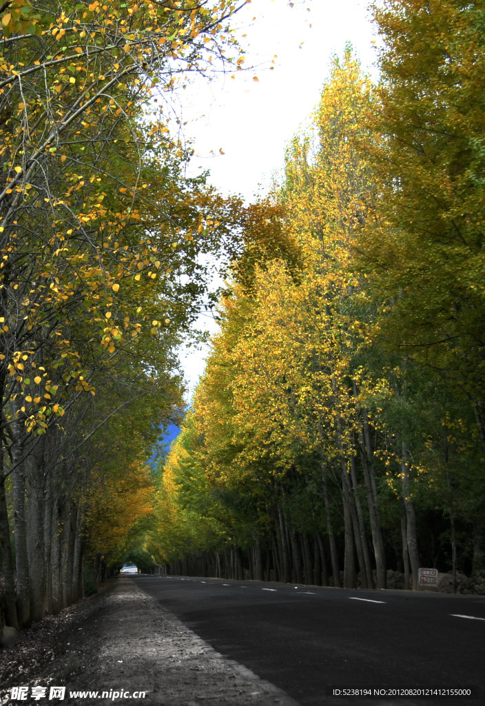 林芝道路