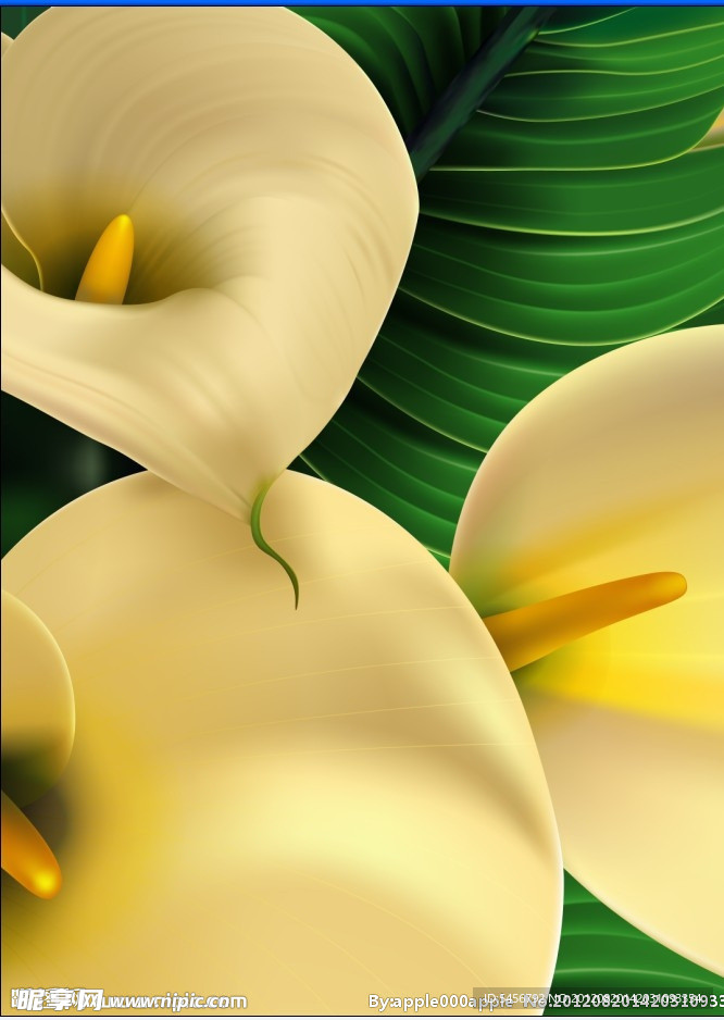 黄花开