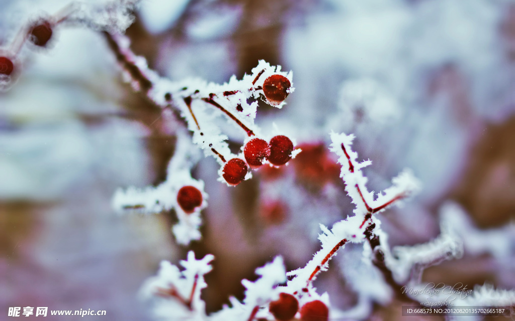 雪梅