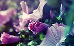 芍药