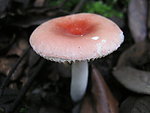 野生菌