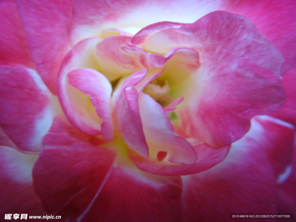 牡丹の花芯 | 写真 | アールクリエーション