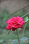 月季花