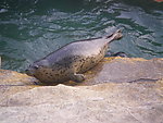 海豹
