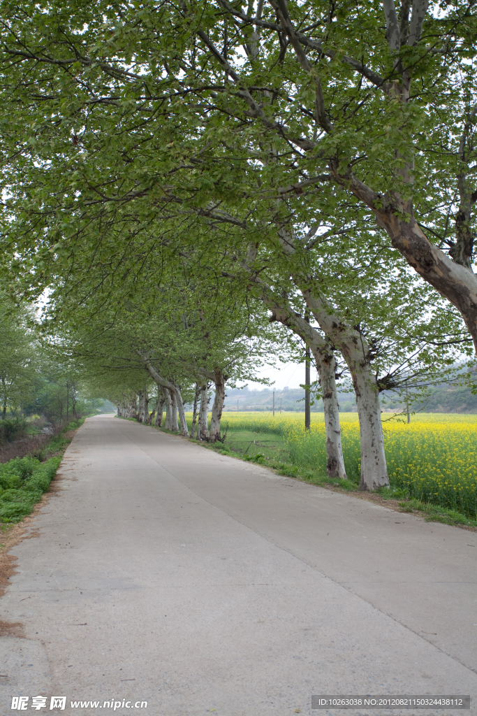 道路两旁的绿色