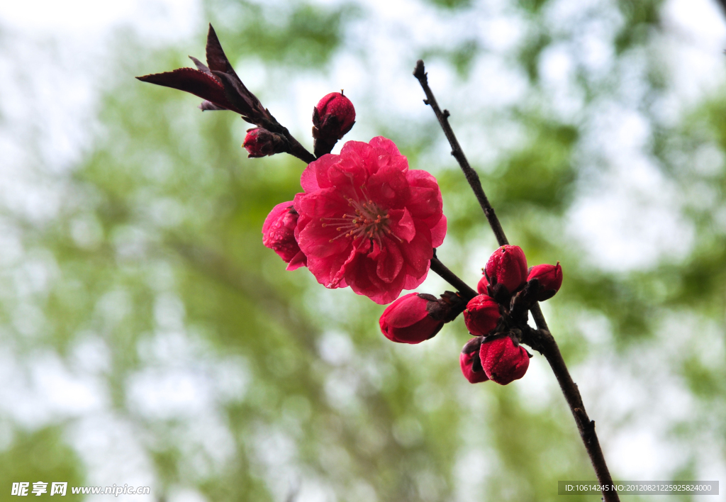 碧桃花