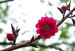 碧桃花