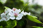 梨花