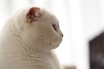 猫咪