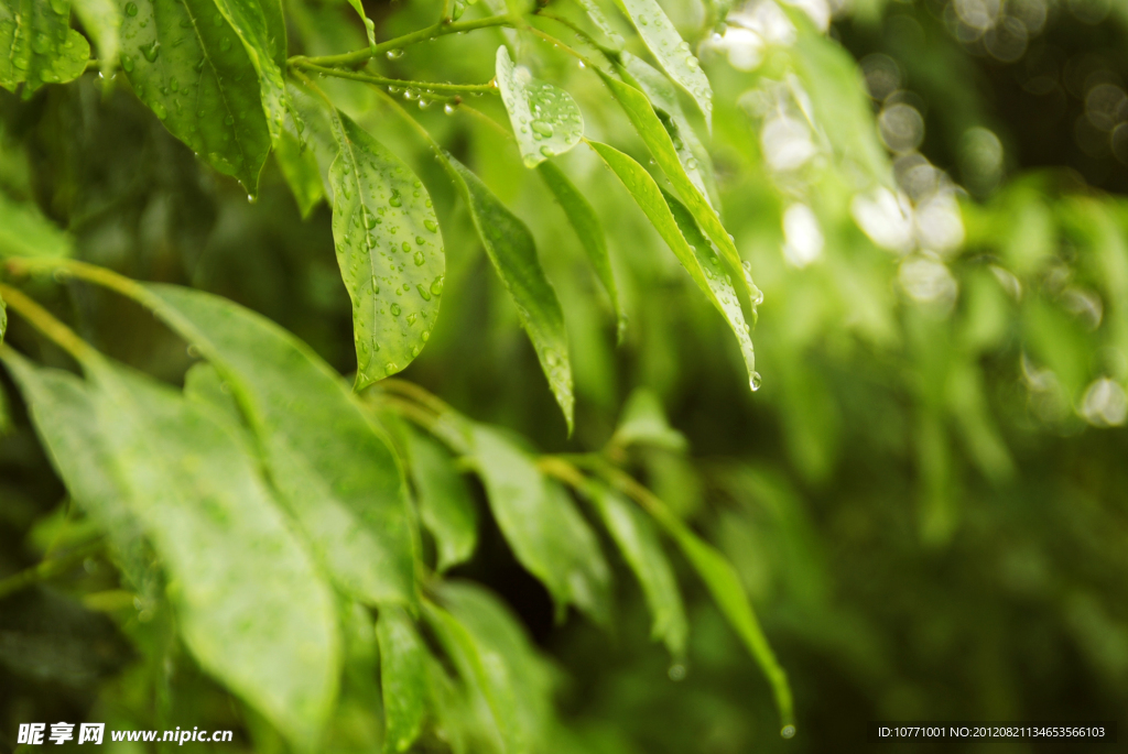 雨后树叶