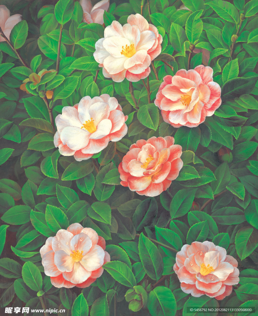 油画牡丹
