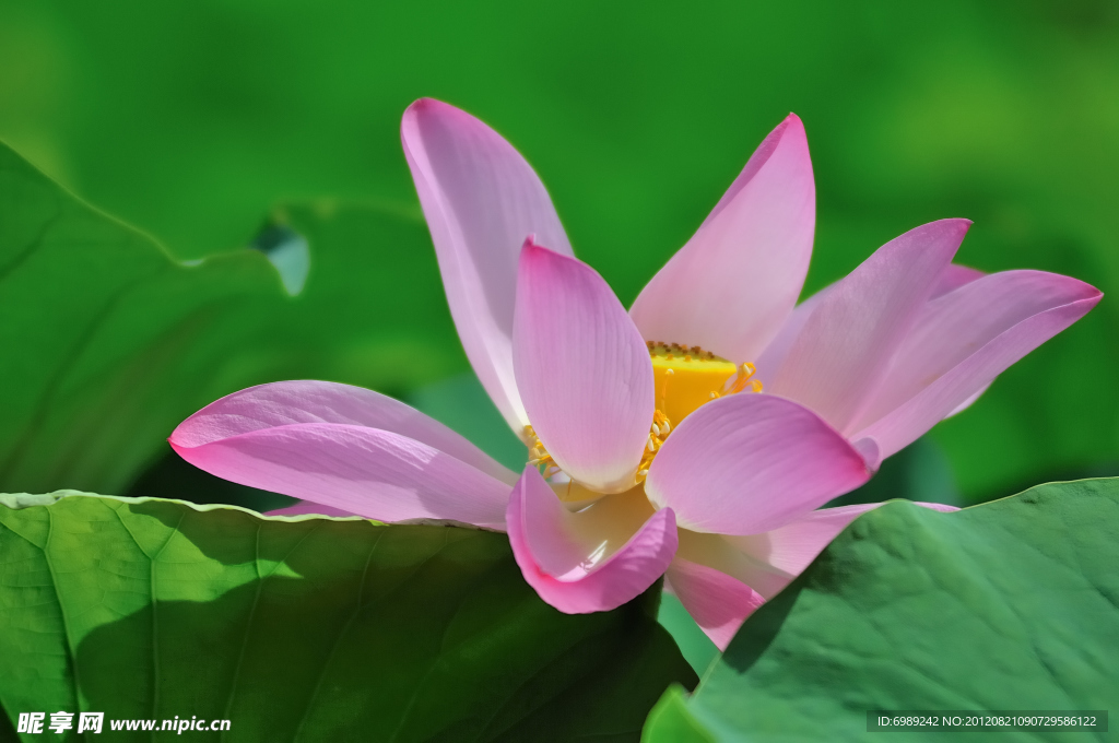 莲花 芙蓉