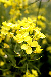 油菜花