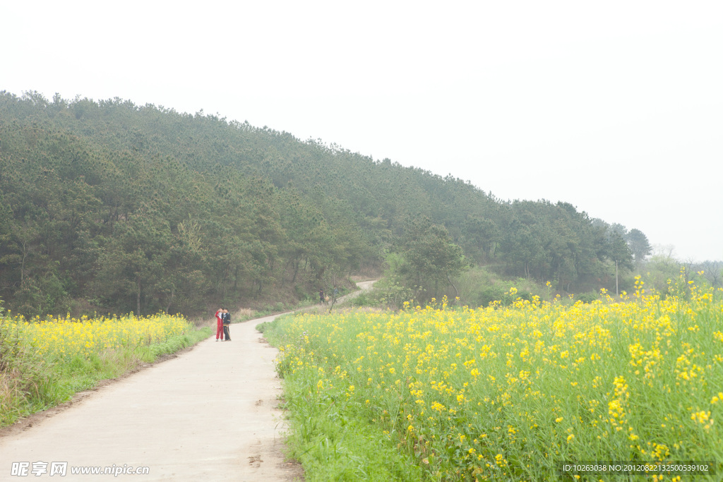 乡村小路边油菜花